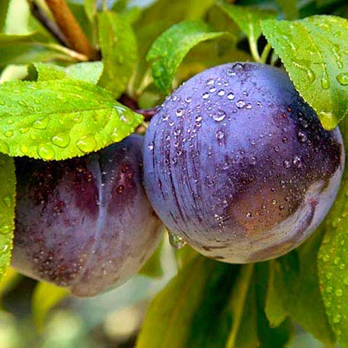 Слива Блю Фри артикул фото 1 Слива Блю Фри изображение 1 артикул 7442