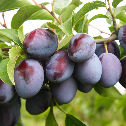 Слива Богатырская изображение 1 артикул 7443