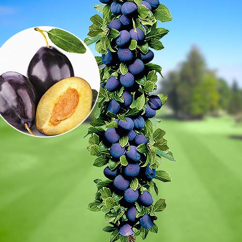 Слива колоновидная Империал изображение 1 артикул 1917