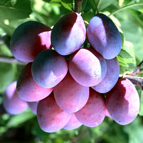 Слива Конфетная изображение 1 артикул 4239