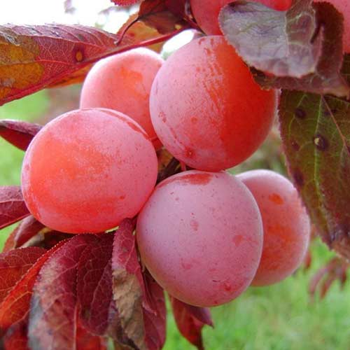 Слива Орловская красная изображение 1 артикул 4241