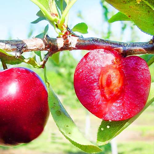 Слива Ред Харт изображение 1 артикул 7020