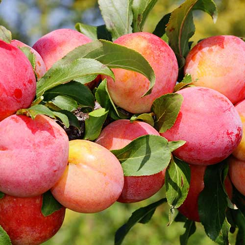 Слива Скороплодная изображение 1 артикул 7023