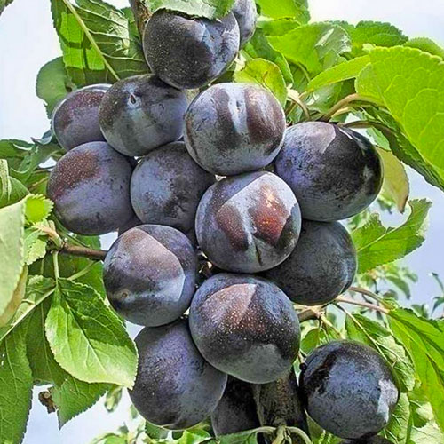 Слива Стенлей изображение 1 артикул 7022