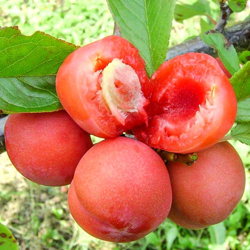 Слива Супериор изображение 1 артикул 7916