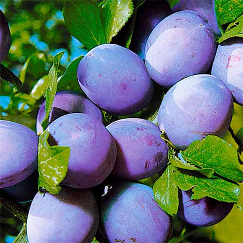 Слива Уральский чернослив изображение 1 артикул 8885