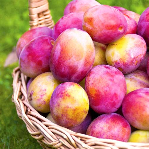 Слива Виктория изображение 1 артикул 7444