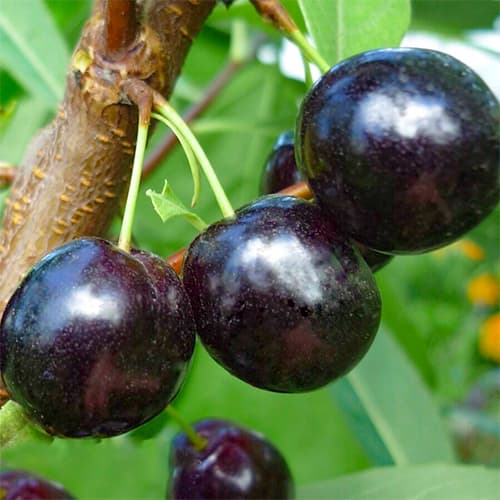 Сливово-вишневый гибрид Омская ночка изображение 1 артикул 1509