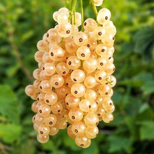 Смородина белая Белая фея артикул фото 1 Смородина белая Белая фея изображение 1 артикул 4371