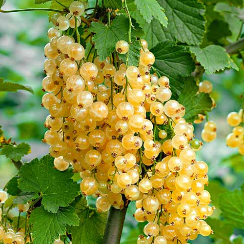 Смородина белая Белая Жемчужина артикул фото 1 Смородина белая Белая Жемчужина изображение 1 артикул 7564