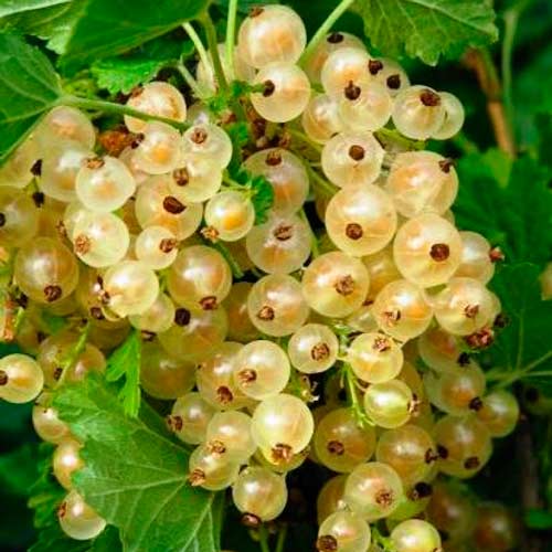 Смородина белая Десертная артикул фото 1 Смородина белая Десертная изображение 1 артикул 7681