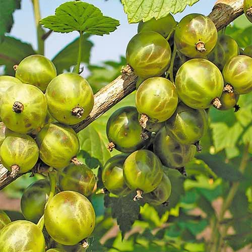 Смородина белая Изумрудное ожерелье артикул фото 1 Смородина белая Изумрудное ожерелье изображение 1 артикул 4374