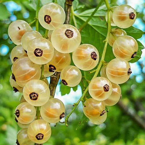 Смородина белая Кремовая артикул фото 1 Смородина белая Кремовая изображение 1 артикул 7682