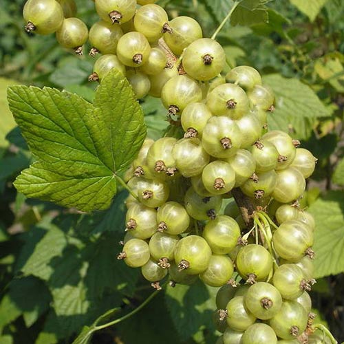 Смородина белая Снежная Королева артикул фото 1 Смородина белая Снежная Королева изображение 1 артикул 4375