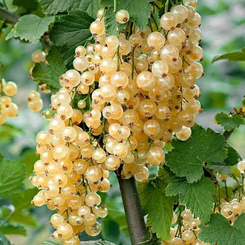 Смородина белая Супер Бланка изображение 1 артикул 5794