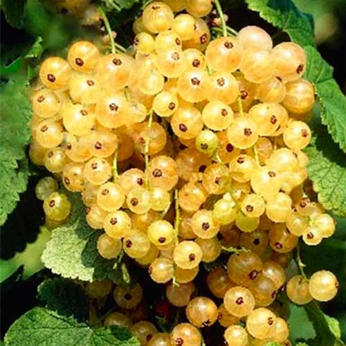 Смородина белая Уральская изображение 1 артикул 8066