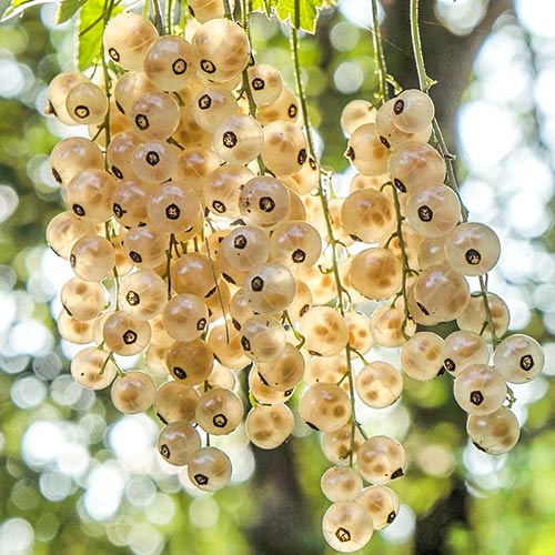 Смородина белая Венера артикул фото 1 Смородина белая Венера изображение 1 артикул 4372