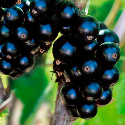 Смородина черная Биг Бен артикул фото 1 Смородина черная Биг Бен изображение 1 артикул 7575