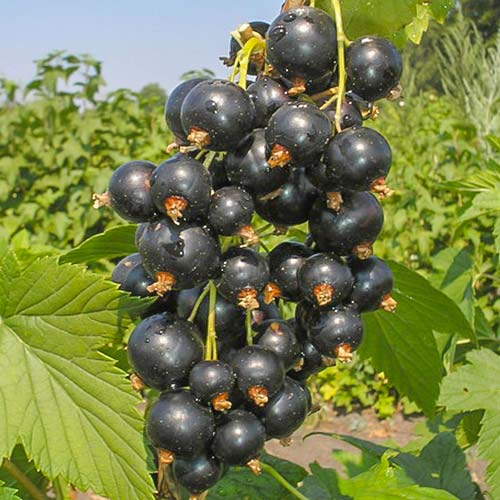 Смородина черная Ажурная артикул фото 1 Смородина черная Ажурная изображение 1 артикул 7683