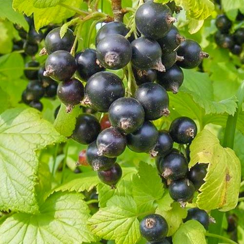 Смородина черная Аметист артикул фото 1 Смородина черная Аметист изображение 1 артикул 7684