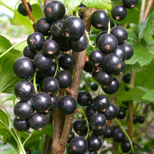 Смородина черная Атлант артикул фото 1 Смородина черная Атлант изображение 1 артикул 4386