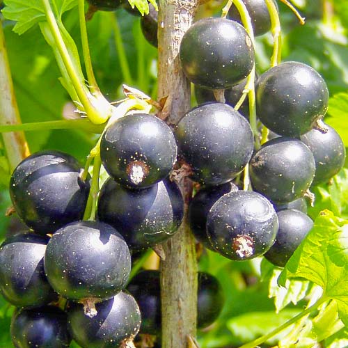 Смородина черная Багира артикул фото 1 Смородина черная Багира изображение 1 артикул 7657