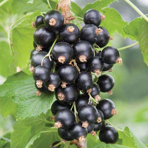 Смородина черная Бен Невис артикул фото 1 Смородина черная Бен Невис изображение 1 артикул 7576