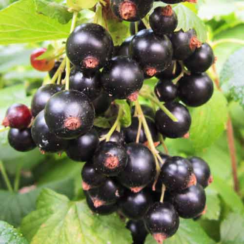 Смородина черная Блэк Мэджик изображение 1 артикул 1608