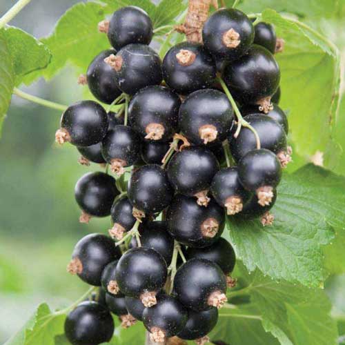 Смородина черная Экзотика артикул фото 1 Смородина черная Экзотика изображение 1 артикул 7638