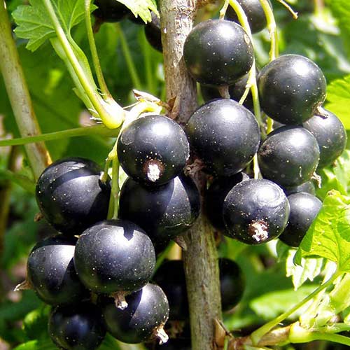 Смородина черная Геракл артикул фото 1 Смородина черная Геракл изображение 1 артикул 4388