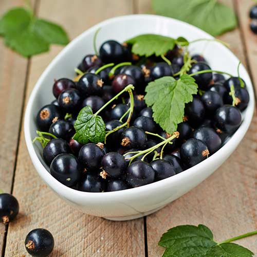 Смородина черная Грация изображение 1 артикул 4392