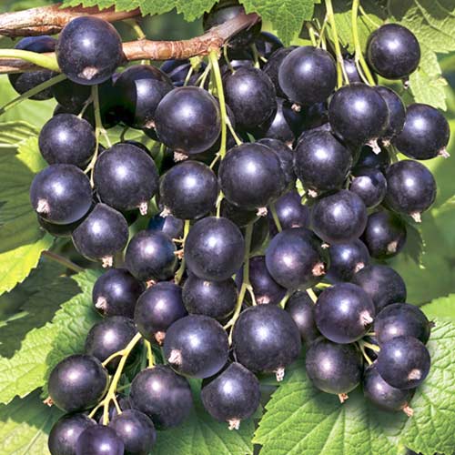 Смородина черная Гулливер артикул фото 1 Смородина черная Гулливер изображение 1 артикул 4389