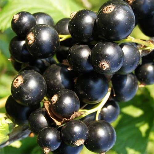 Смородина черная Искушение артикул фото 1 Смородина черная Искушение изображение 1 артикул 4395