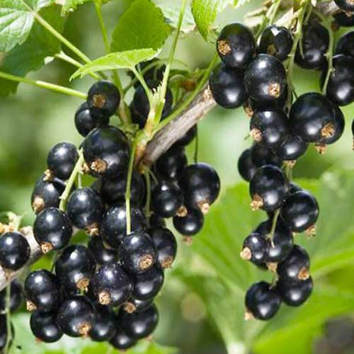Смородина черная Крандаль артикул фото 1 Смородина черная Крандаль изображение 1 артикул 4376
