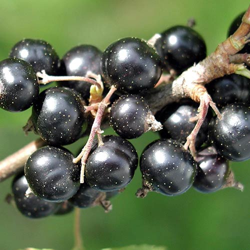 Смородина черная Санюта изображение 1 артикул 4390