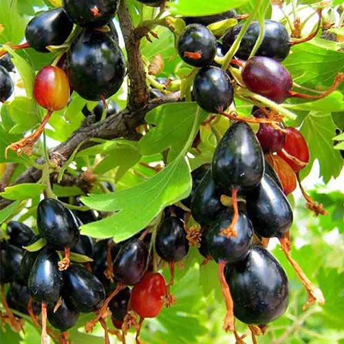 Смородина черная Золотистая изображение 1 артикул 4373