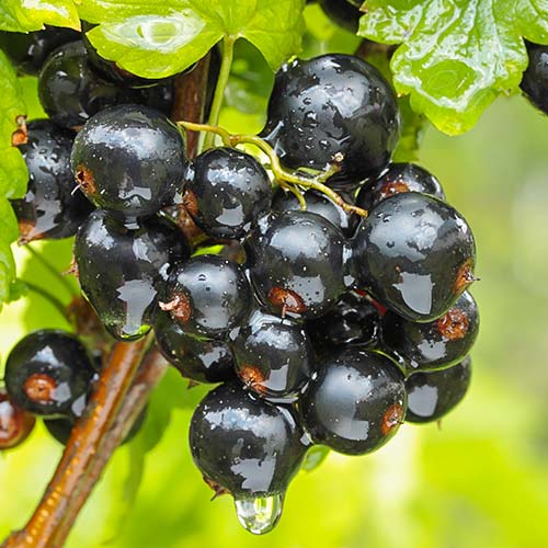 Смородина Черный бумер артикул фото 1 Смородина Черный бумер изображение 1 артикул 7685