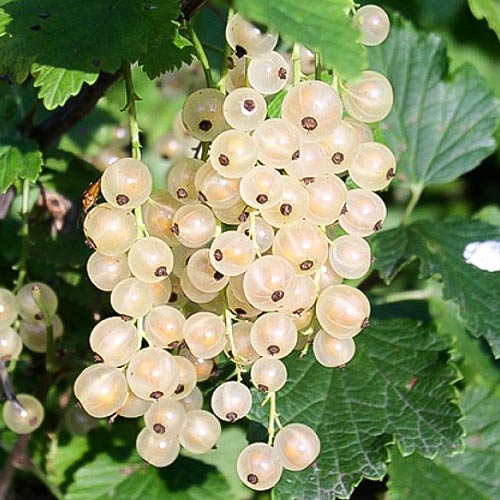 Смородина Голландская белая артикул фото 1 Смородина Голландская белая изображение 1 артикул 8067