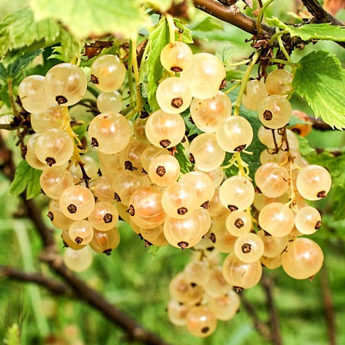 Смородина желтая Императорская изображение 1 артикул 8117