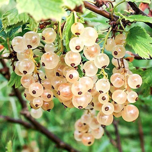 Смородина желтая Янтарная артикул фото 1 Смородина желтая Янтарная изображение 1 артикул 4396