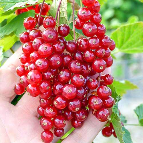 Смородина красная Бужанская изображение 1 артикул 4378