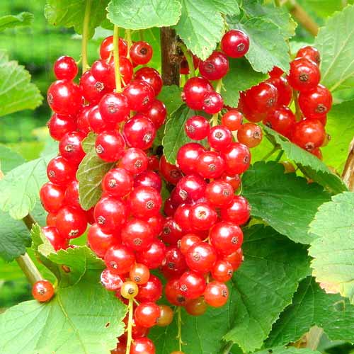 Смородина красная Джонкер ван Тетс изображение 1 артикул 7601