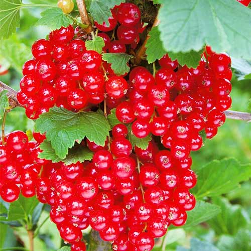 Смородина красная Гиганта изображение 1 артикул 7566