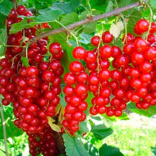 Смородина красная Каскад артикул фото 1 Смородина красная Каскад изображение 1 артикул 8120