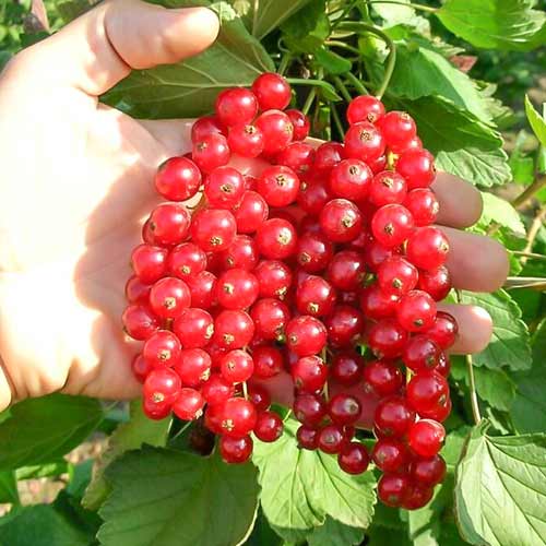 Смородина красная Ролан артикул фото 1 Смородина красная Ролан изображение 1 артикул 4381