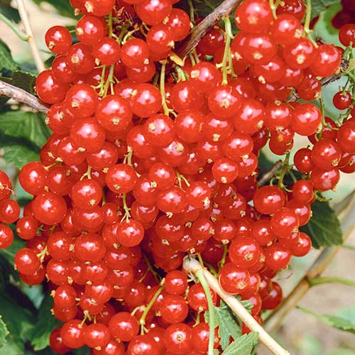 Смородина красная Сахарная артикул фото 1 Смородина красная Сахарная изображение 1 артикул 4383