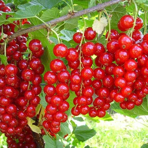 Смородина красная Щедрая артикул фото 1 Смородина красная Щедрая изображение 1 артикул 4384