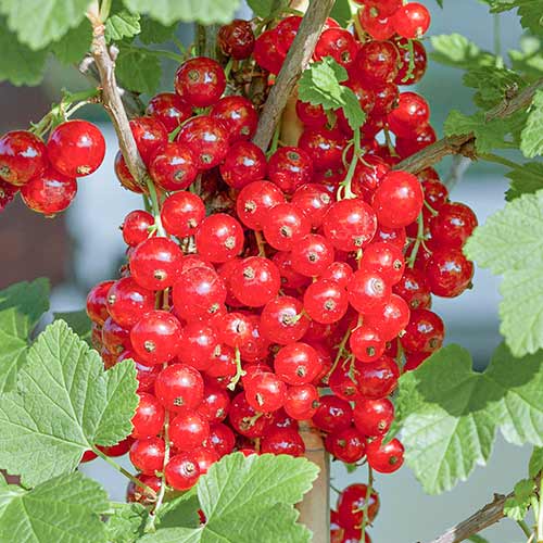 Смородина красная Серпантин артикул фото 1 Смородина красная Серпантин изображение 1 артикул 4380