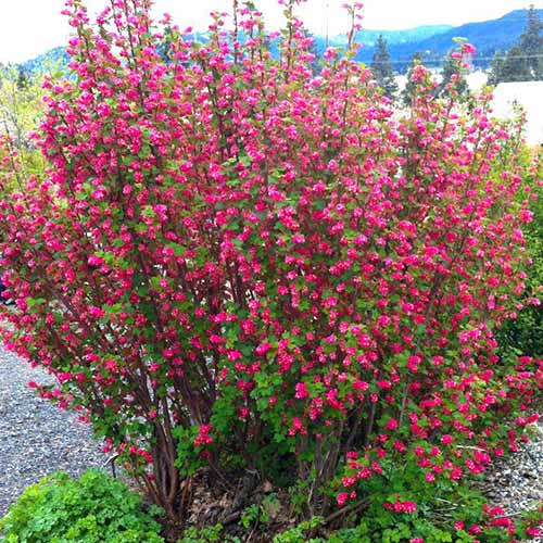 Смородина Кинг Эдвард VII артикул фото 1 Смородина Кинг Эдвард VII изображение 1 артикул 76655