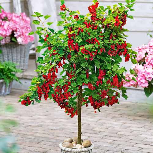 Смородина на штамбе Ровада артикул фото 1 Смородина на штамбе Ровада изображение 1 артикул 8013